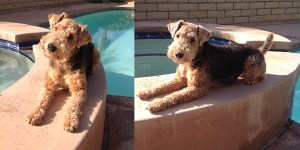 Piper poolside