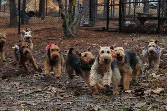 Running of the Welshies